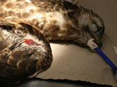Tierarzt Vogel Wunde